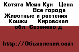 Котята Мейн Кун › Цена ­ 15 000 - Все города Животные и растения » Кошки   . Кировская обл.,Сезенево д.